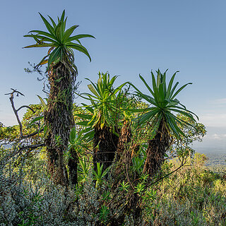Mount Kenya